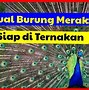 Burung Merak Berasal Dari